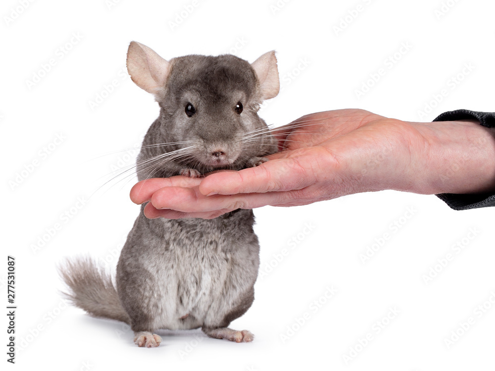 Obraz premium Cute grey Chinchilla, standing facing camera on hind paws, leaining on human hand. Isolated on white background.