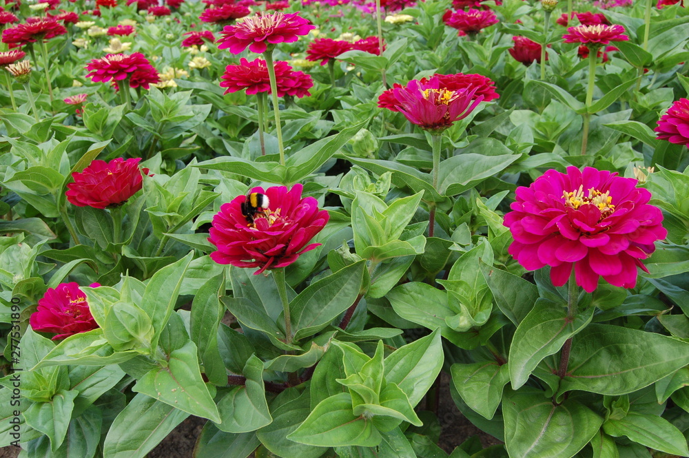 background blooming buds of red  Zinnia elegans with bumblebee