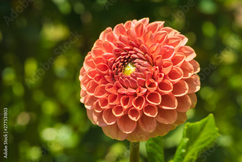 Obraz na plátně dahlia red and green center with green background