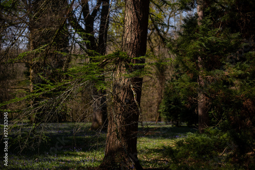 Forest in the Sao Miguel, Azores