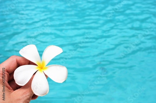 frangipani flower tropical poolside background with copy space stock photo photograph image picture 
