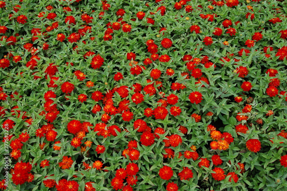 background a lot of blooming buds of zinnia orange and red  flowers 