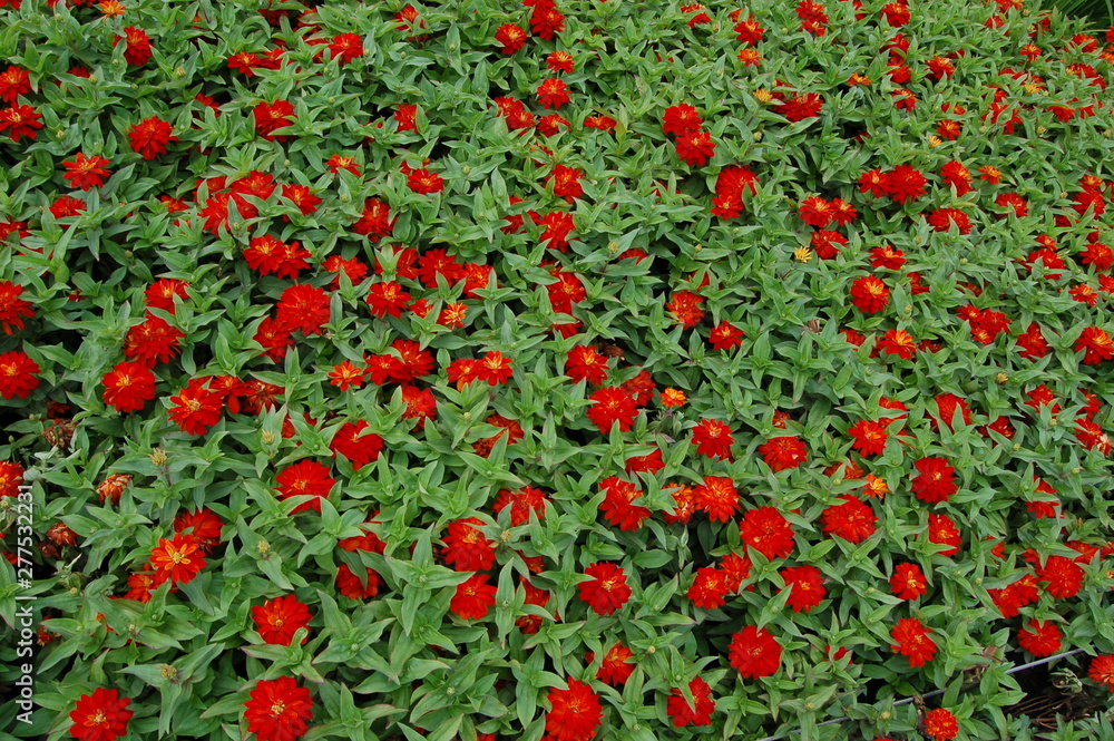 background  blooming buds of zinnia orange and red  flowers 