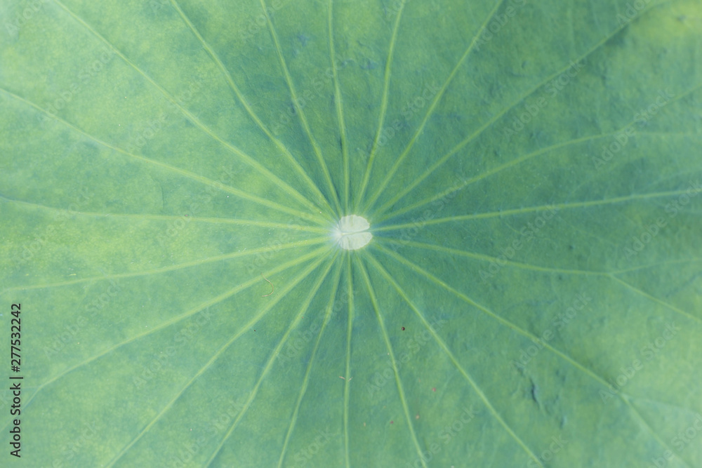 The leaf of lotus on the outdoor The leaf of lotus on the outdoor