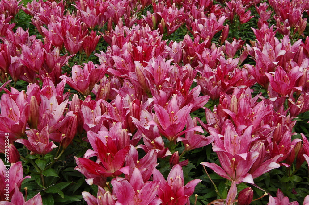 background blooming buds of red lilys background blooming buds of red lilys