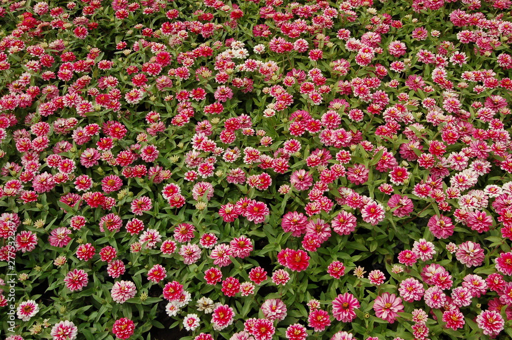 the background is a lot of red and white blooming buds of Zinnia elegans  flowers