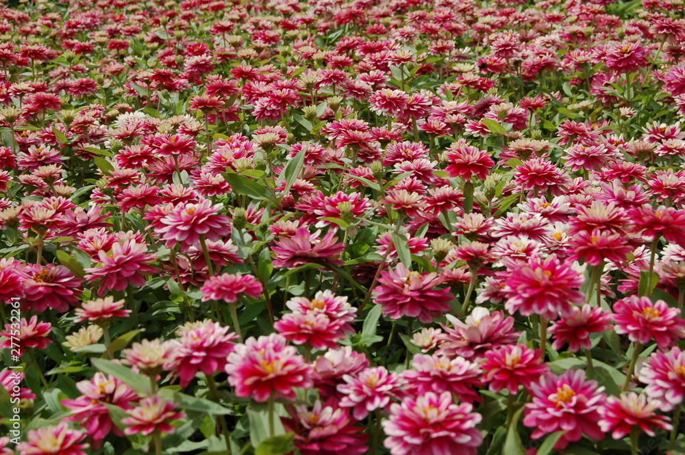 a lot of red and white blooming buds of Zinnia elegans flowers side view a lot of red and white blooming buds of Zinnia elegans flowers side view