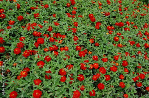 background blooming buds of zinnia orange and red flowers 