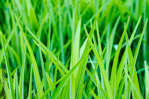 beautiful, juicy, green grass close-up, in natural sunlight
