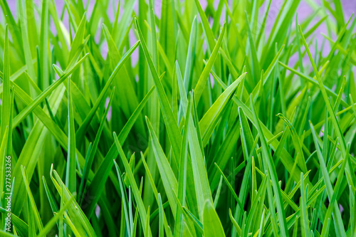 beautiful, juicy, green grass close-up, in natural sunlight