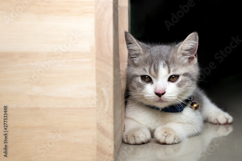 Kittens are lying next to a wooden box with black background. Scottich fold kittens  cat are Sitting beside the toy.