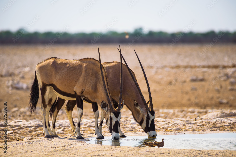 Two oryx gazellas drink water at sunrise in Etosha National Park, Namibia Two oryx gazellas drink water at sunrise in Etosha National Park, Namibia