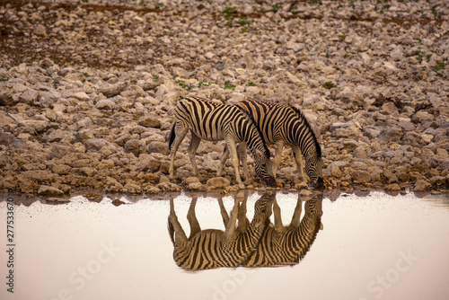 Two zebras drinking water at sunrise in Etosha National Park, Namibia