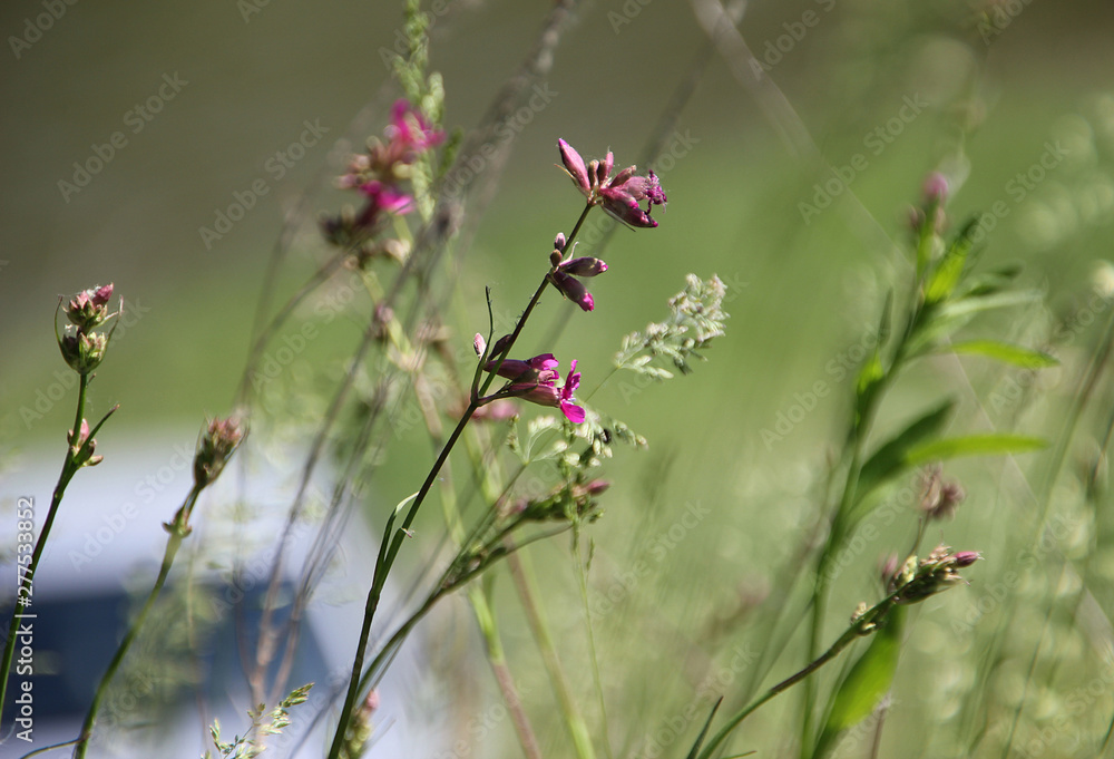 Small red wildflower summer heat grass greens Small red wildflower summer heat grass greens