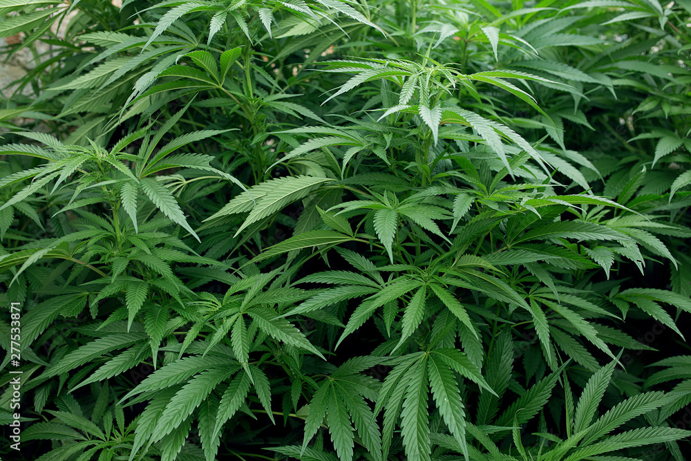Fototapeta Zbliżenie marihuany lub konopi