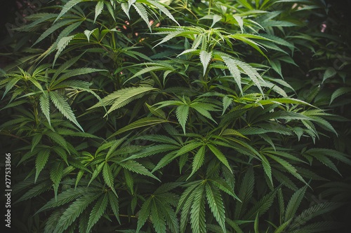 Close-up of marijuana or cannabis plants