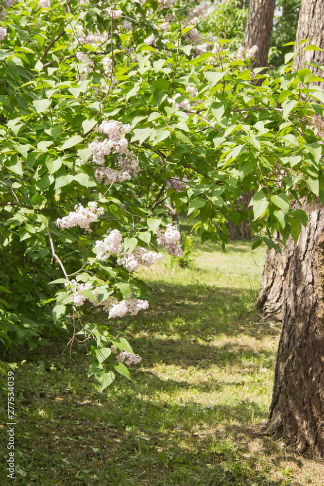garden with Apple trees in summer in daylight garden with Apple trees in summer in daylight
