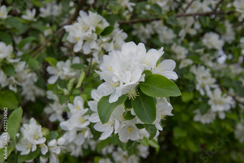 Beautiful appletree in bloom with white flowers.