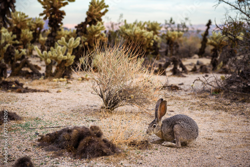 A black-tailed jackrabbit sitting on a trail in Joshua Tree National Park