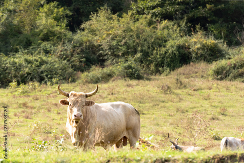 isolated bull grazing in the countryside, Italy