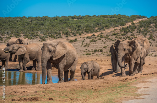 Elephant   s herd at water hole  South Africa
