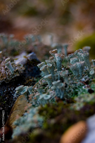 mountain lichens