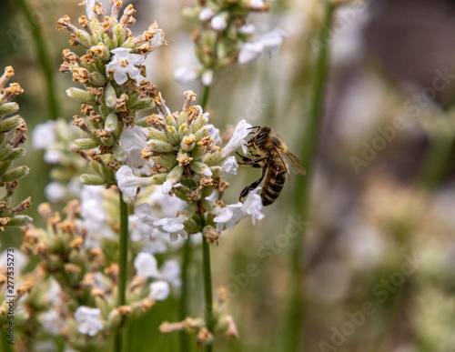 Biene auf weißem Lavendel