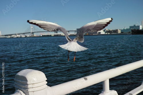 A seagull flying away, artisticly taken photo