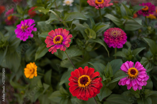 multicolored flowers grow on the ground © Levnadsbana
