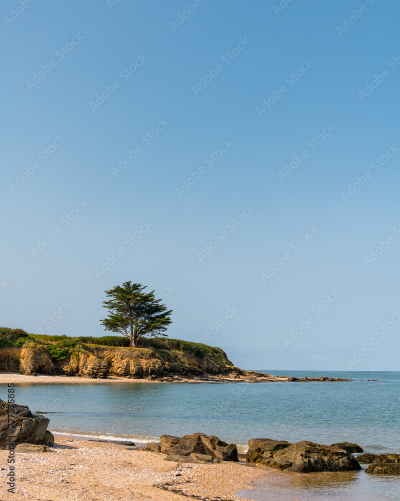tree standing on the atlantic coast on a sunny day tree standing on the atlantic coast on a sunny day