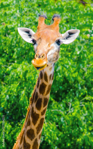 Giraffe hanging out in the sun