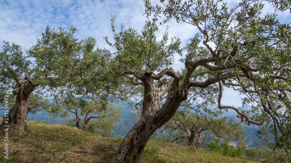 Olivenbäume im Frühsommer auf Sizilien