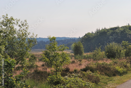 forest and heath