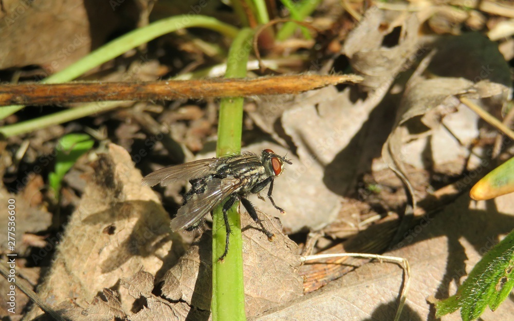 Fly on grass in the garden, closeup Fly on grass in the garden, closeup