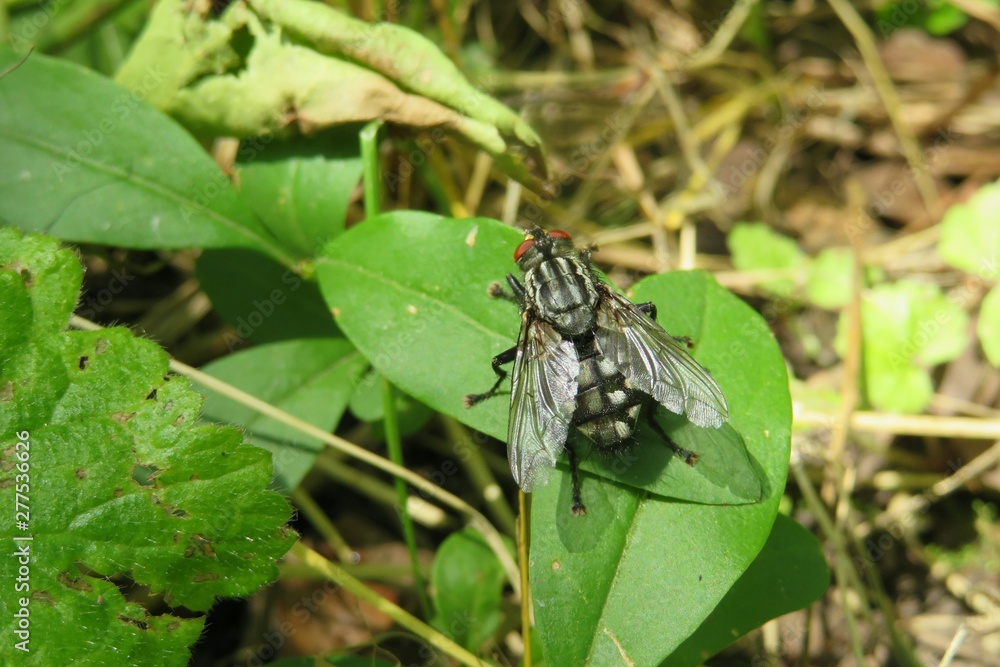 Naklejka premium Fly on green leaf in the garden, closeup