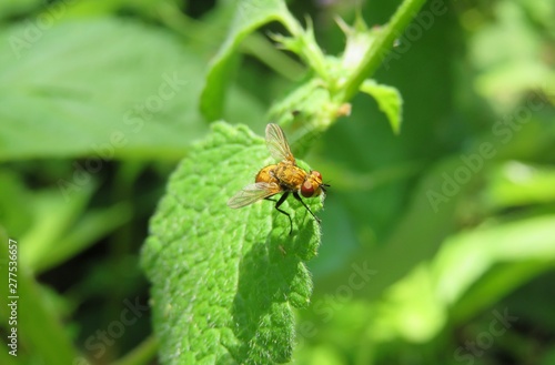 Drosophila fly on green leaf in the garden, closeup © natalya2015