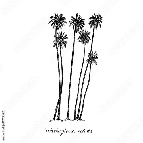 Washingtonia robusta, the Mexican fan palm or Mexican washingtonia trees group silhouette, hand drawn gravure style, vector sketch illustration with inscription