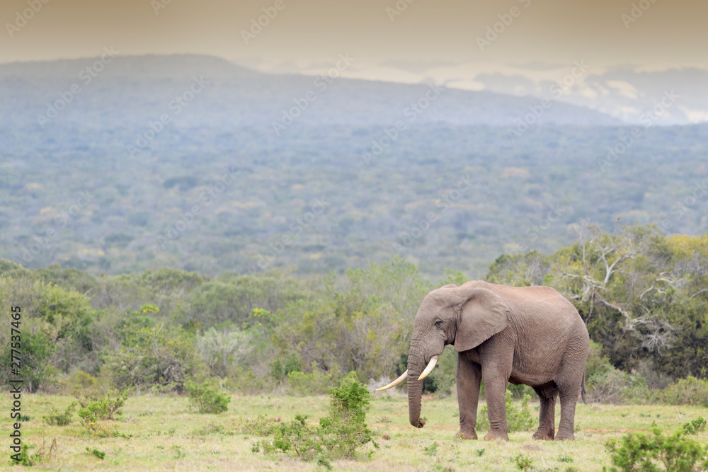 Fototapeta premium African Elephant (Loxodonta africana) bull walking in landscape, Addo National Park, Eastern Cape Province, South Africa