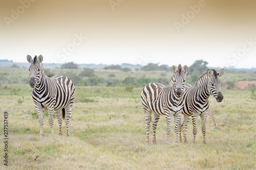 Three plains zebra  Equus burchelli  standing on savanna  looking at camera  Addo Elephant National Park  South Africa  Africa