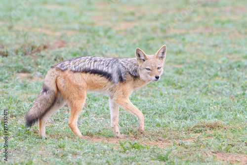 Black-backed Jackal (Canis mesomelas) walking on savaana, looking at camera, Addo Elephant National Park, Eastern Cape Province, South Africa