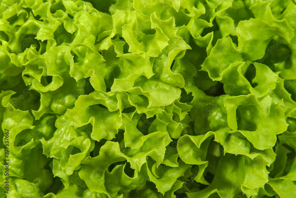 Fresh curly lettuce leaves close up. Fresh curly lettuce leaves close up.