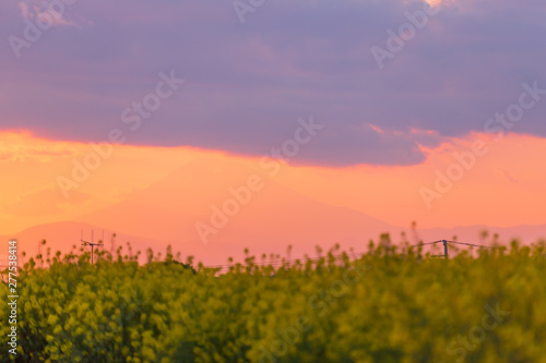 菜の花と夕景