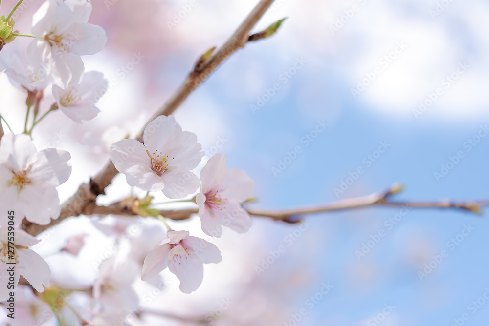 Close up on light pink cherry blossom.