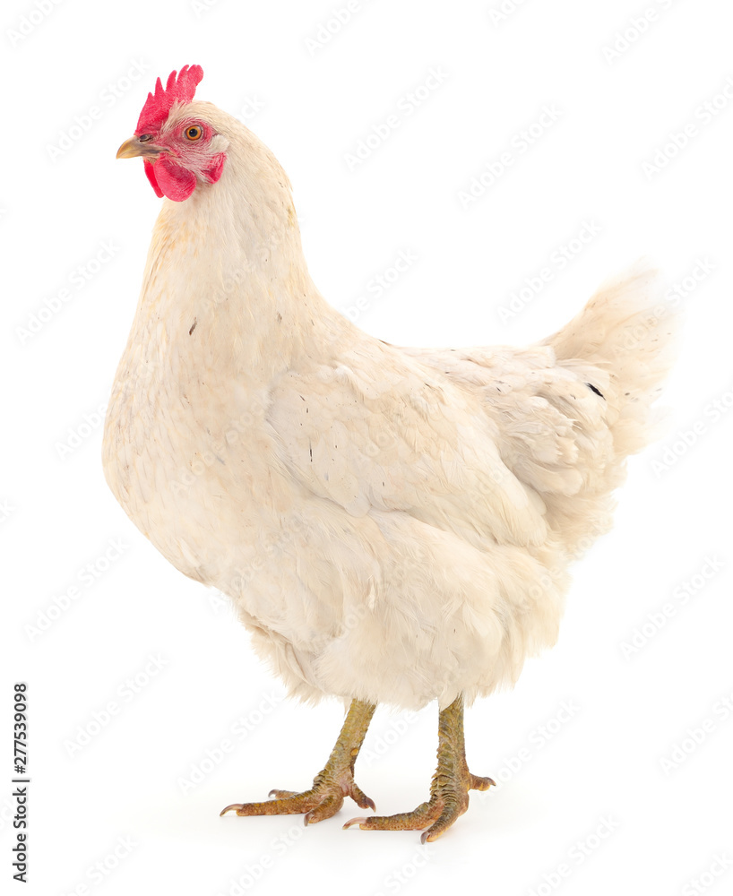 Fototapeta premium white hen isolated.