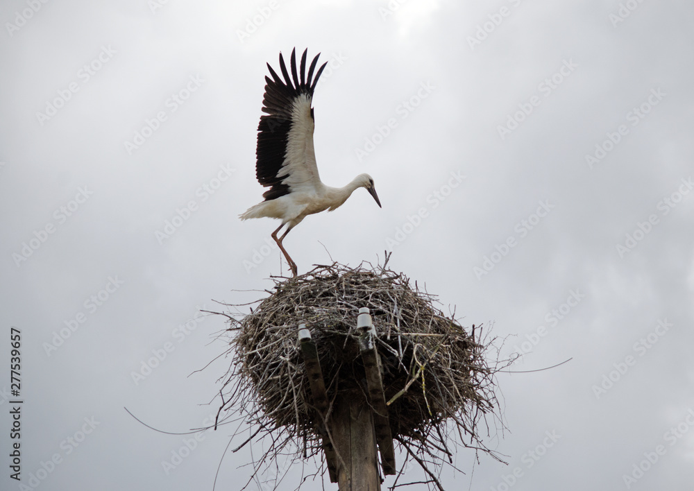 Fototapeta premium Family of storks in the nest.