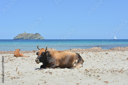 Mucche sulla spiaggia di Barcaggio, Cap Corse. Corsica, Francia 