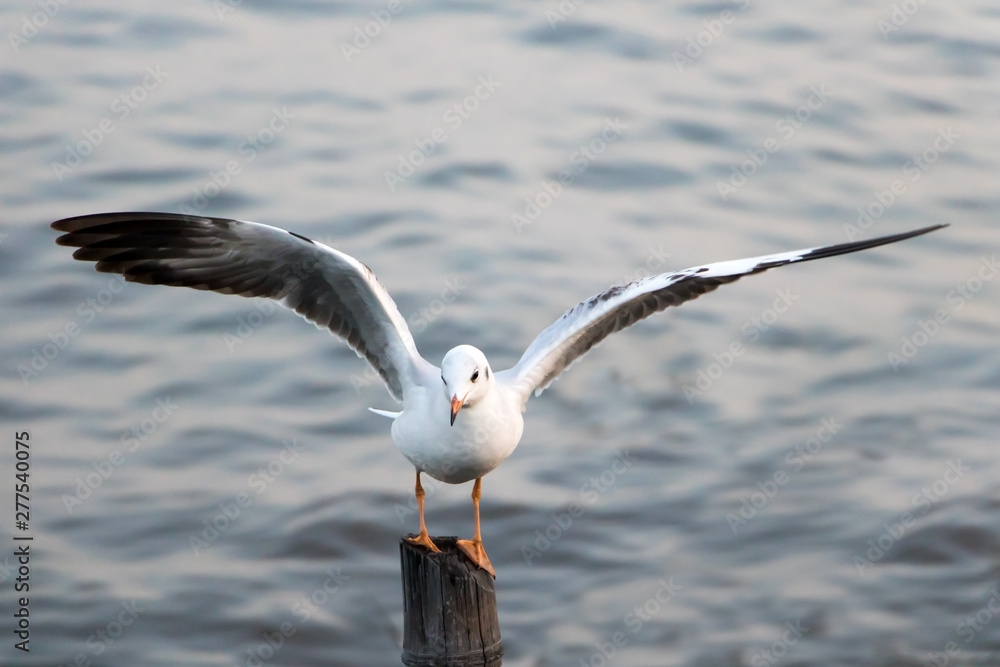 Seagull lands on a wooden stake in the sea. A sea gull flying over the sea at sunset. Seagull lands on a wooden stake in the sea. A sea gull flying over the sea at sunset.
