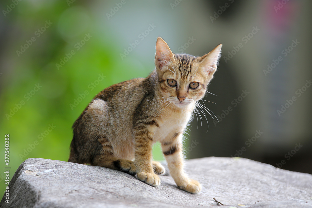 Fototapeta premium Striped cat is sitting on the big rock with green blurred backgrounds.