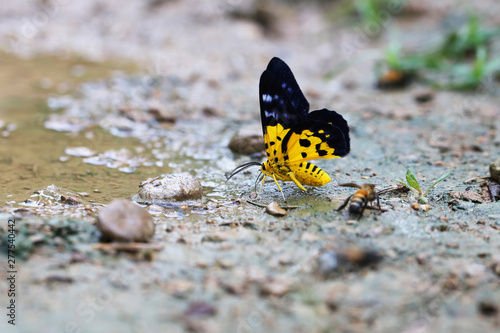 Canvas Print The beautiful yellow butterfly is on the ground.