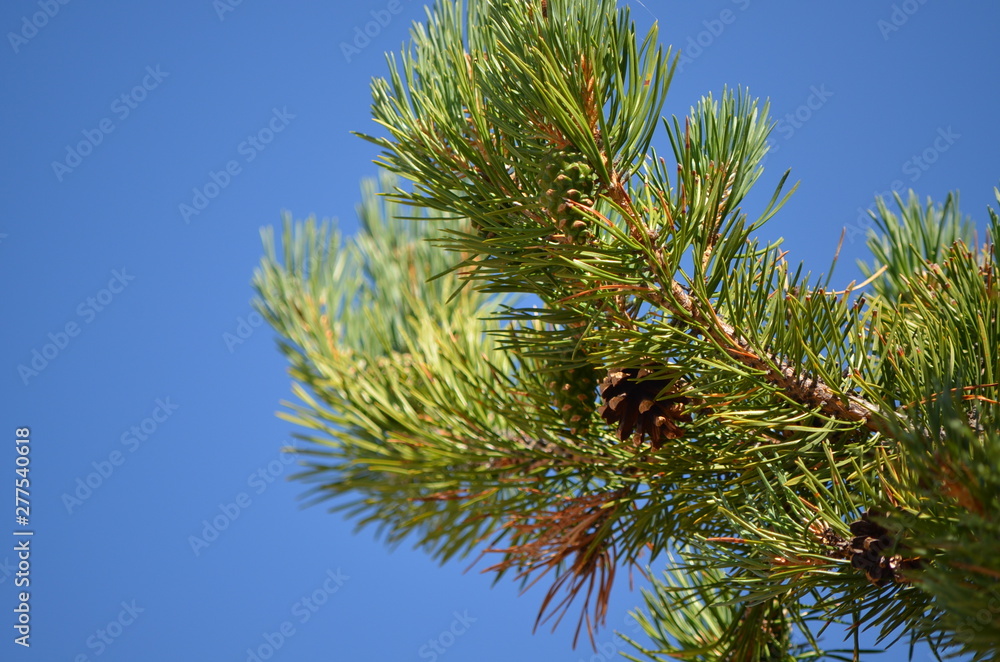 See the beauty of nature in pine cones. See the beauty of nature in pine cones.